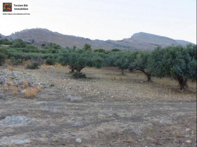 Lithines Kreta Ausgezeichneter Olivenhain in Lithines zu verkaufen Grundstück kaufen